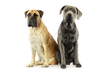 Obraz premium Studio shot of an adorable bull mastiff and a great dane