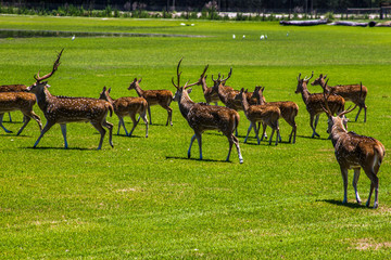 Naklejka premium Chital deer 