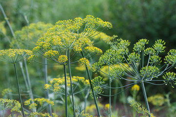 Obraz premium Fennel flowers. Seasoning for food. Fennel seeds.