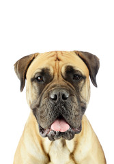 Portrait of an adorable bull mastiff