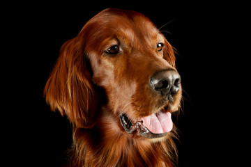 Portrait of an adorable irish setter
