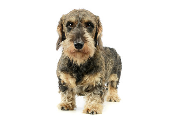 Studio shot of an adorable Dachshund