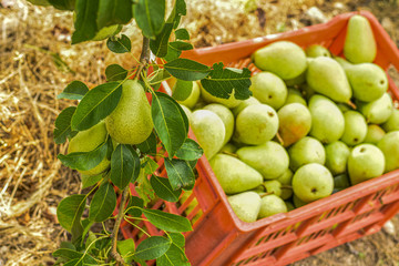 fruits and vegetables