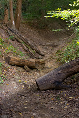 scenes alongtheu foot path in Mohican state forest in Ohio