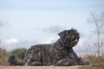 flanders bouvier dog on a hill against the sky
