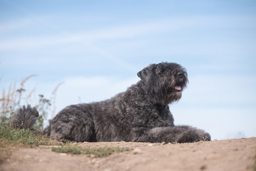 flanders bouvier dog on a hill against the sky