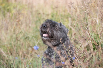 Portrait of a flanders bouvier dog in a field among grass and flowers