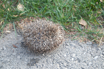 a hedgehog is sleeping on the ground