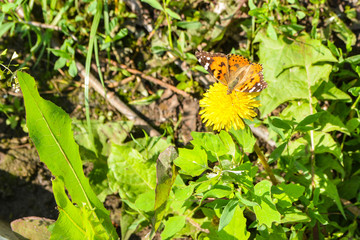 butterfly on yellow dandelion