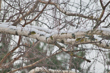 a tree with snow on it