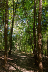 Fototapeta premium scenes alongtheu foot path in Mohican state forest in Ohio