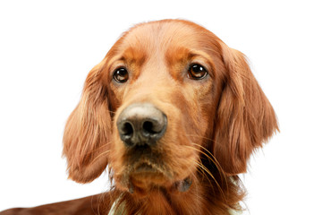 Portrait of an adorable irish setter