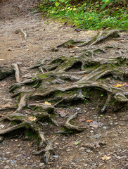 twisted roots of a tree along the footpath in Mohican state park in Ohio