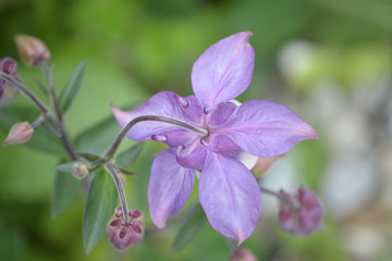 Fototapeta premium Akelei