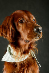Portrait of an adorable irish setter