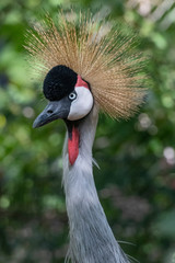 crowned crane