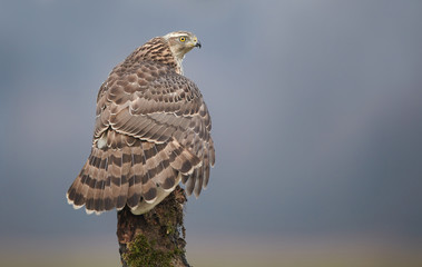 Northern goshwak (Accipiter gentilis) close up