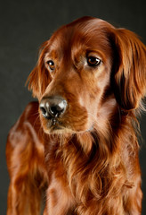 Portrait of an adorable irish setter