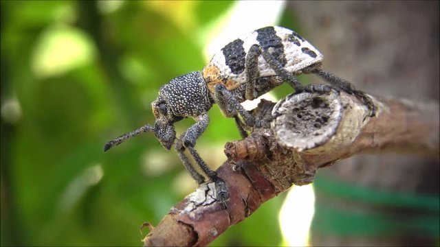 beetle on a tree branch