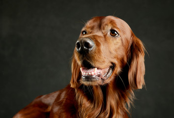 Portrait of an adorable irish setter