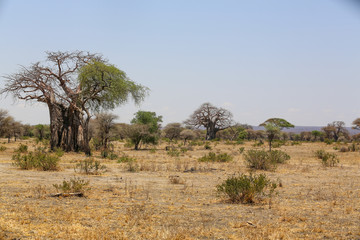 tree in africa