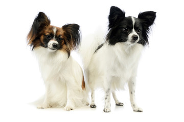 Studio shot of two adorable papillons