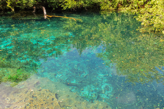 Tropical lake with clear water in natural forest of Indigenous Eyes Ecological Park and Reserve near Punta Cana, Dominican