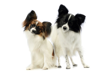 Studio shot of two adorable papillons