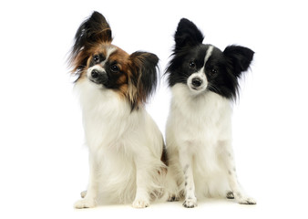 Studio shot of two adorable papillons