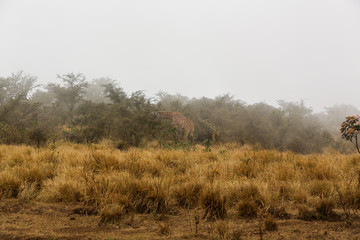 Giraffe in the mist