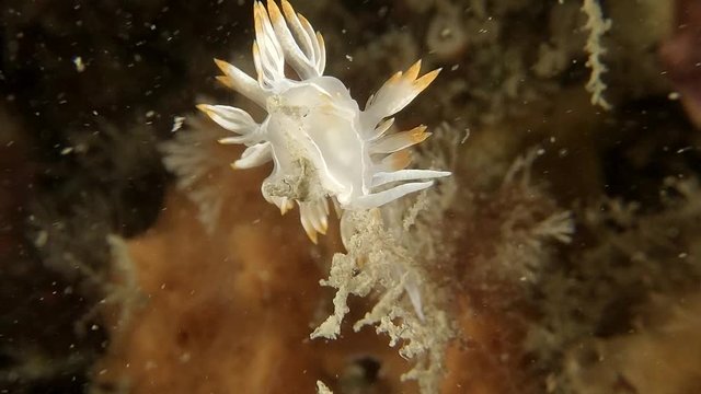 Flabelina babai