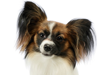 Portrait of an adorable papillon