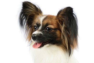 Portrait of an adorable papillon