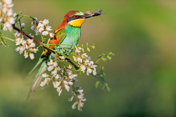 bee-eater with a butterfly in its beak sits on a flowering tree