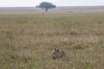 Cheetah under a tree