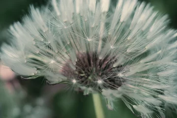 Foto op Plexiglas Dandelion flower. Dandelion seeds close up. Soft focus © just_hope