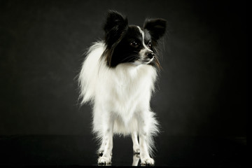 Studio shot of an adorable papillon