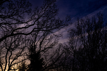Abstract picture of some trees in the dark morning light