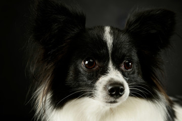 Obraz premium Portrait of an adorable papillon