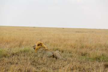 Lion in the grass