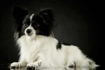 Studio shot of an adorable papillon