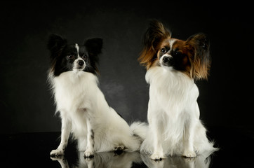 Studio shot of two adorable papillons