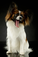 Studio shot of an adorable papillon