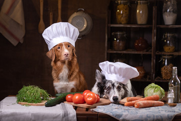 two dogs together in the kitchen are preparing food. Nova Scotia Duck Tolling Retrieverr and Border...
