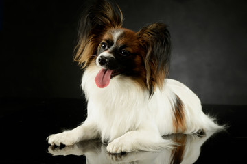 Studio shot of an adorable papillon