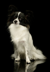 Studio shot of an adorable papillon