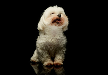 Studio shot of an adorable Maltese