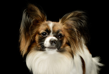 Portrait of an adorable papillon