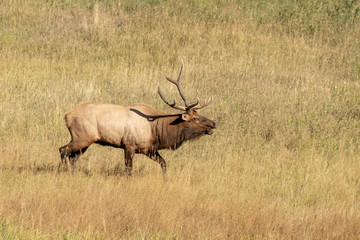 Elk in meadow