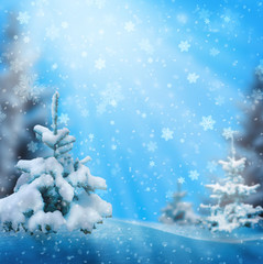 Snow-covered Christmas trees in the moonlight. Winter natural landscape. Festive background. Winter in the spruce forest